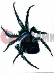 �������� ���� (115*90) ��.